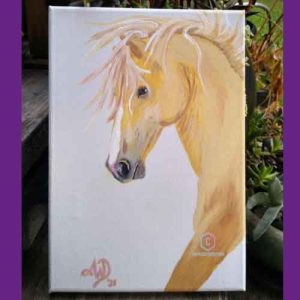 Cloud wild stallion of the Rockies